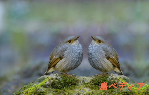 鳥かご メジロ 小鳥 ウグイス オオルリ キビタキなど レトロ　2個セット 　鳥籠　木製　40 Bird Research