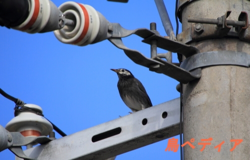 ムクドリの鳴き声や生態 特徴について 飼育ってできるの