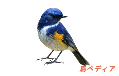 幸せを呼ぶ青い鳥ルリビタキのオスメスの特徴や生態 鳴き声は