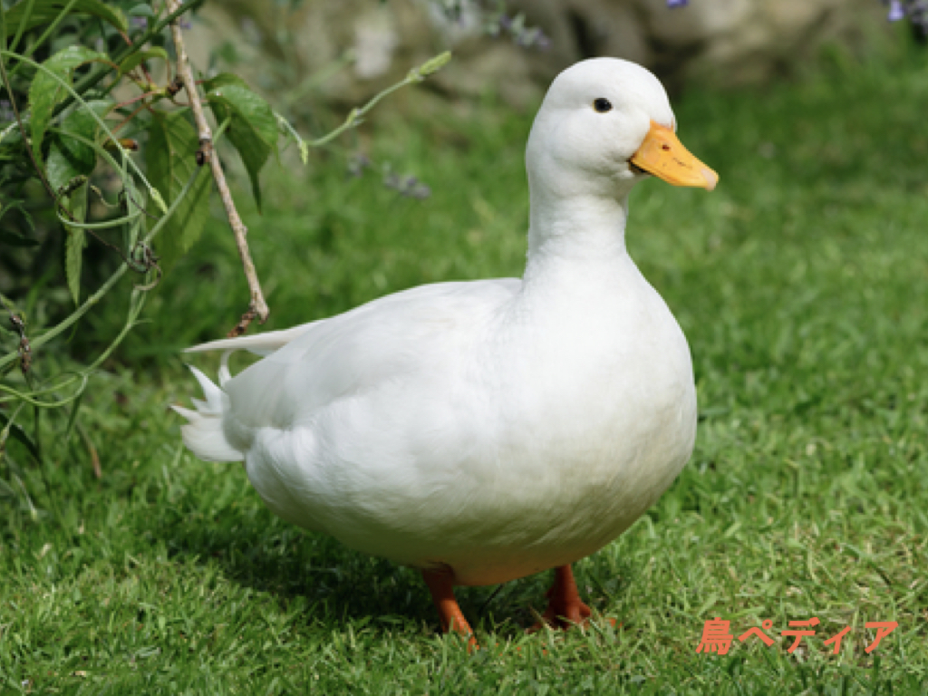 アヒルとマガモの違いは何ですか?