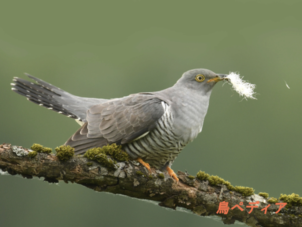 旭山野鳥観察会の記録をまとめました ...