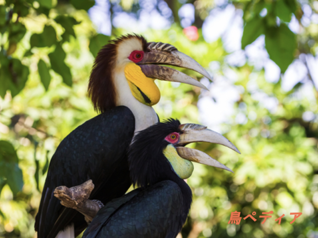 サイチョウの種類や鳴き声・生態について