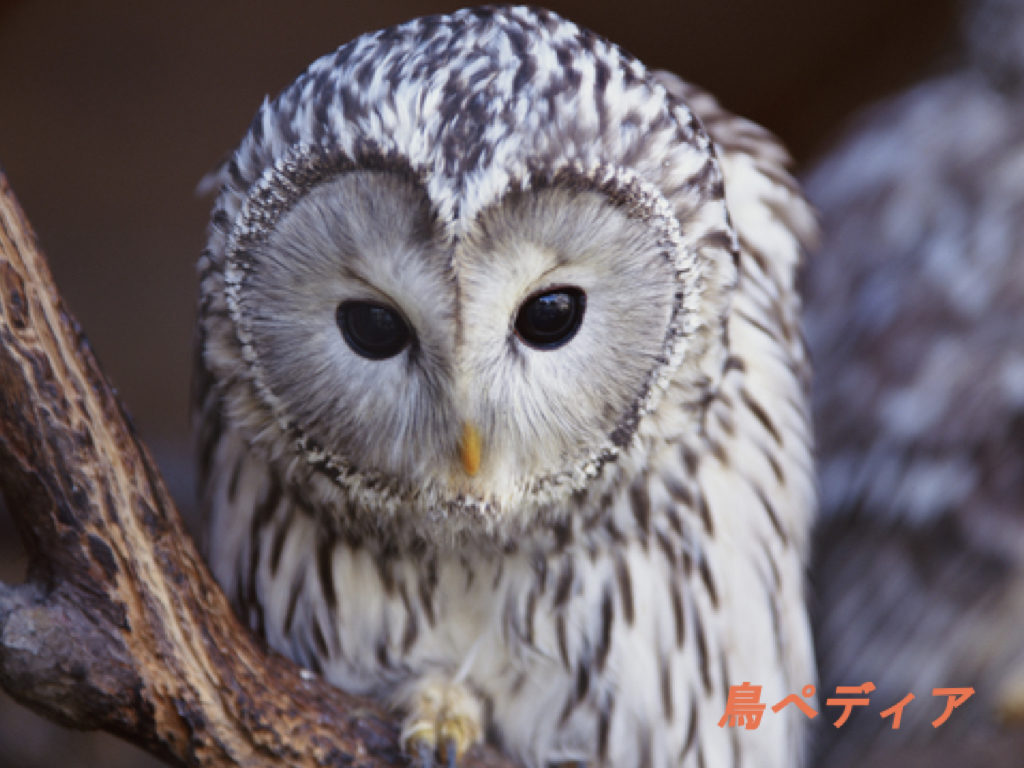 フクロウの生態や鳴き声 生息地 日本での種類等について
