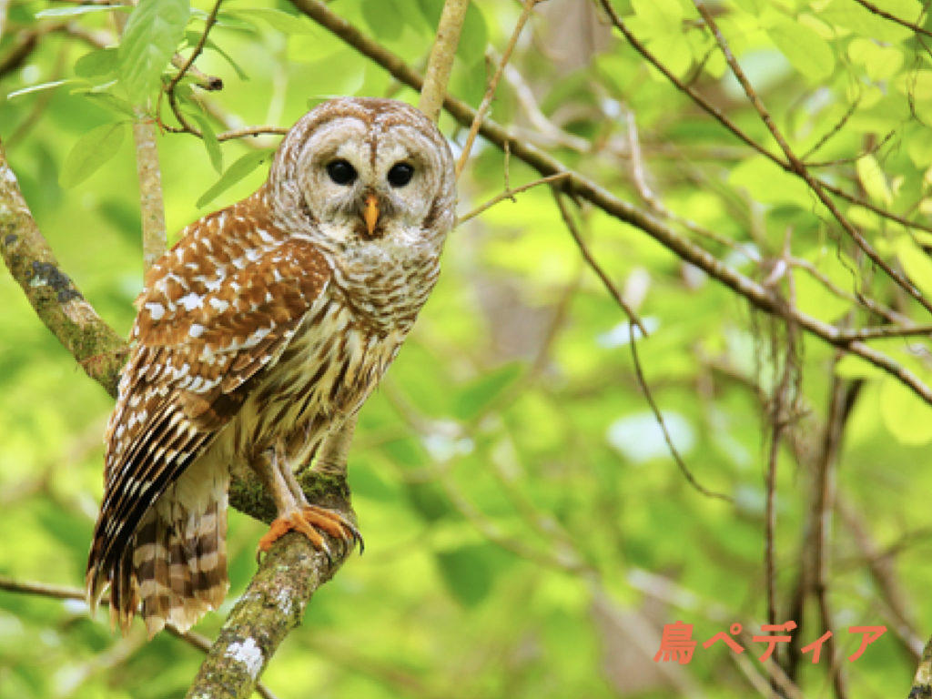 フクロウの生態や鳴き声 生息地 日本での種類等について