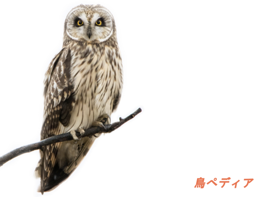 フクロウの生態や鳴き声 生息地 日本での種類等について