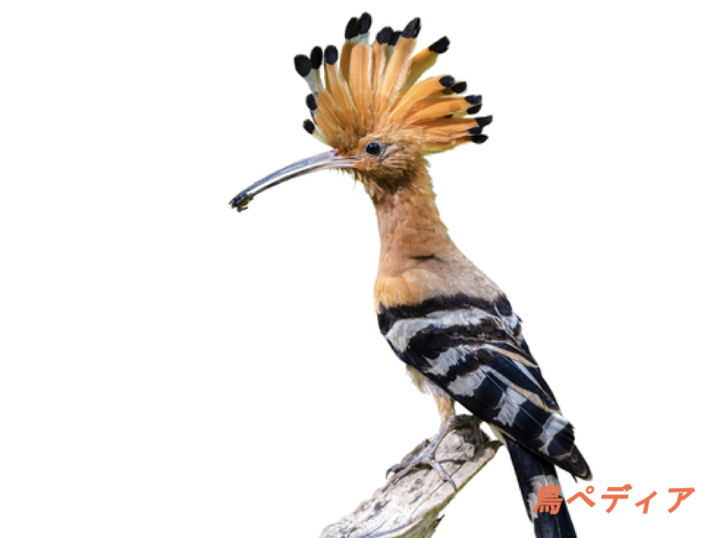 野鳥の羽根　鳥　ヤツガシラの羽根 ヤツガシラ | GOOPASS ANIMAL MAGAZINE