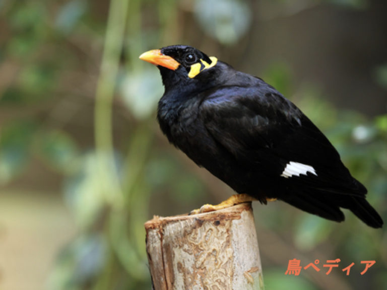 九官鳥: 鳥の種のプロフィール