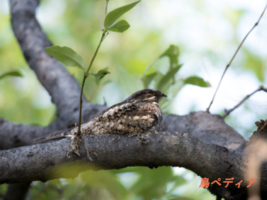 ヨタカってどんな鳥 生息地や鳴き声について