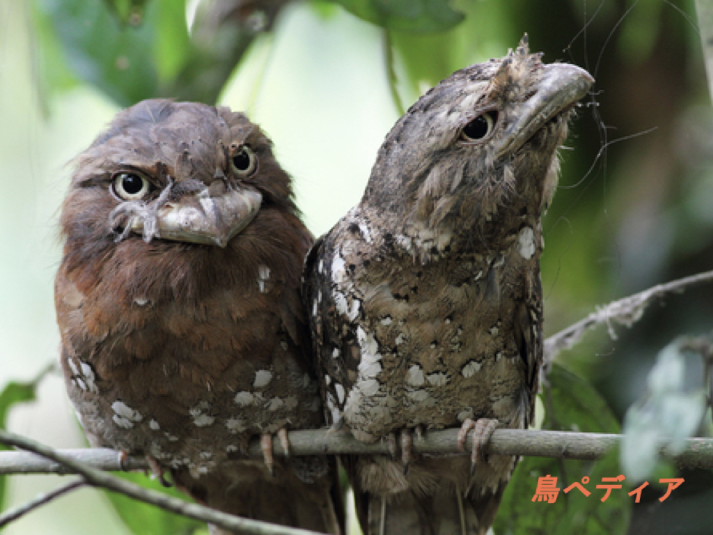 ヨタカってどんな鳥 生息地や鳴き声について