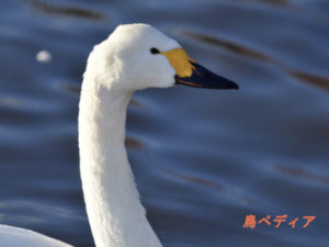 コハクチョウ