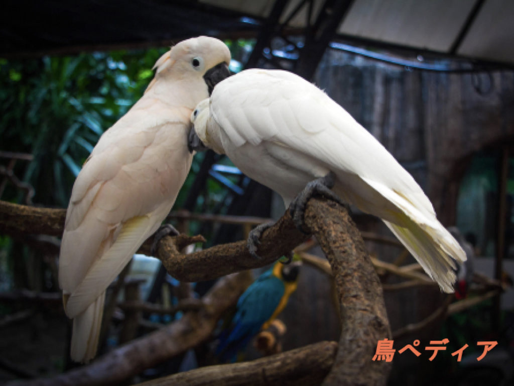 タイハクオウムの飼い方 値段や寿命 性格について