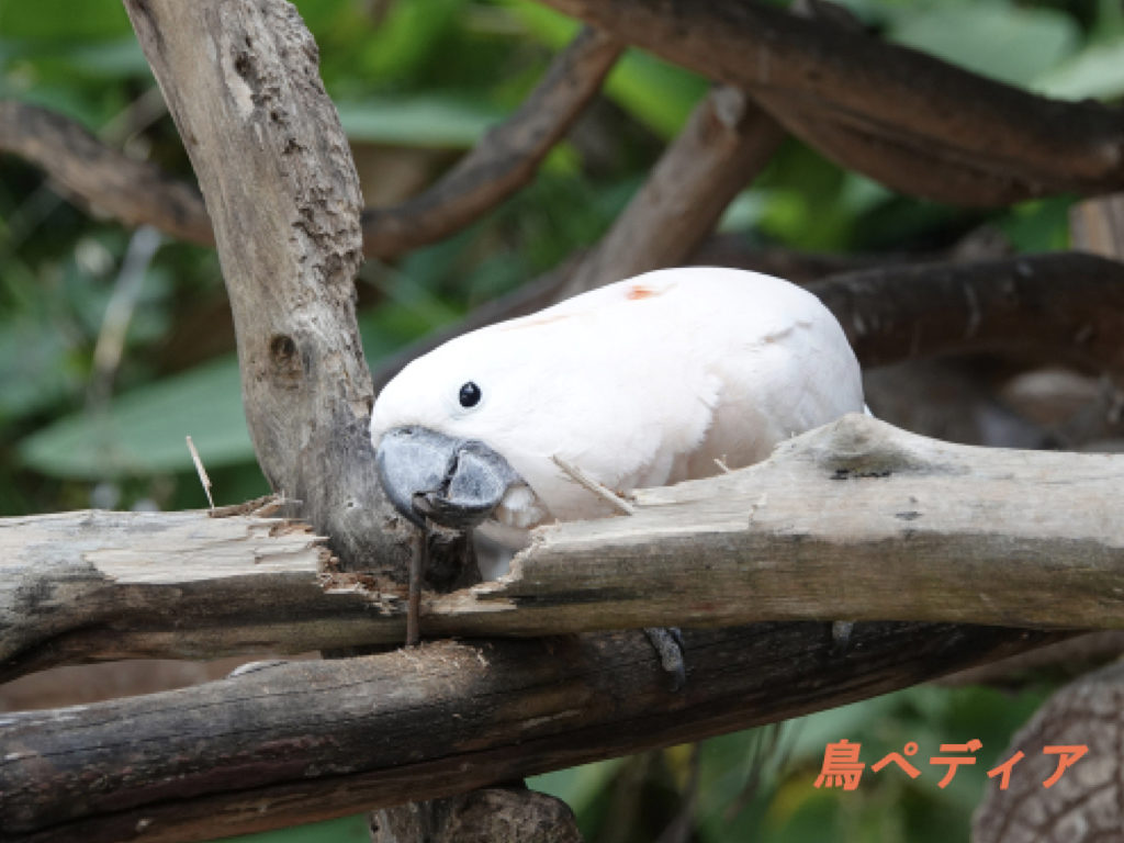 タイハクオウムの飼い方 値段や寿命 性格について