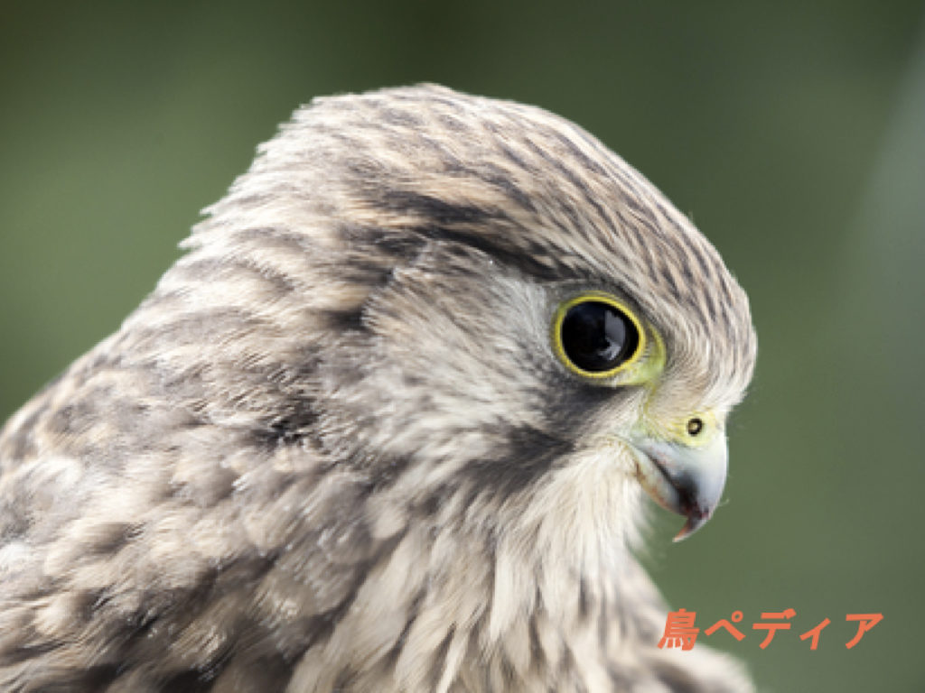 チョウゲンボウの鳴き声や特徴 飼育方法 値段について