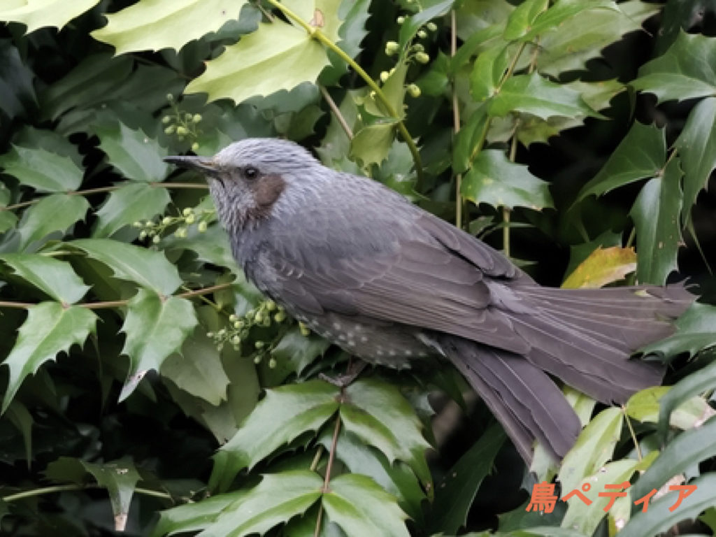 ヒヨドリの生態 特徴のまとめ 鳴き声ってどんなの