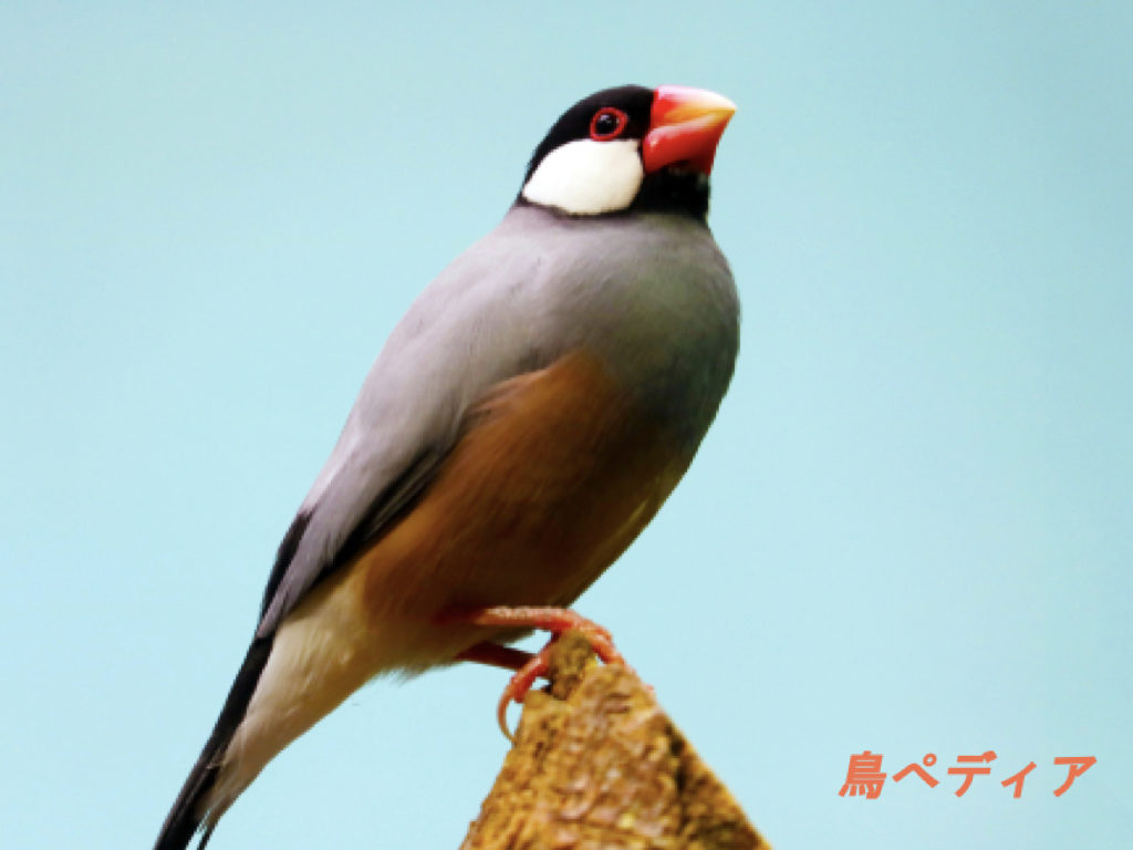 文鳥の種類や飼い方 寿命 値段について