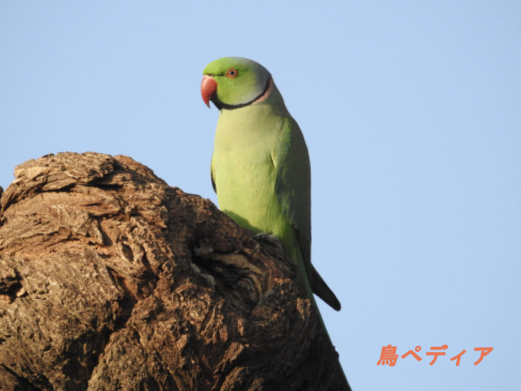 ワカケホンセイインコが野生化 値段や性格 寿命についてワカケホンセイインコ