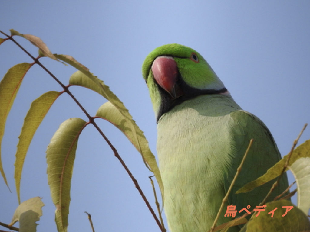 ワカケホンセイインコが野生化 値段や性格 寿命についてワカケホンセイインコ