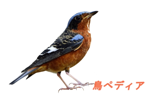 アカハラの生態や特徴 生息地について