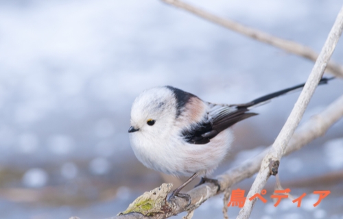 小さくてカワイイ エナガの特徴や鳴き声 生態について