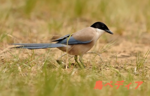 オナガの詳しい特徴 生息地や生態のまとめ