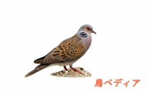 キジバトの生態や寿命、ドバトとの違いや特徴について!