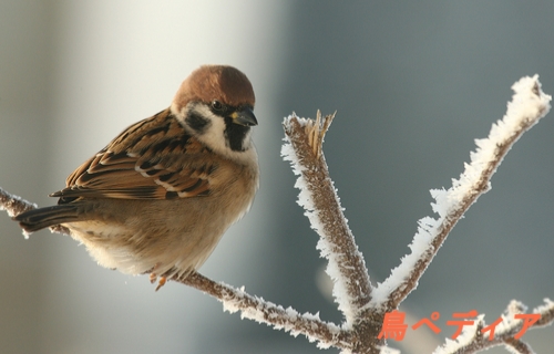 スズメのヒナと成鳥の飼育方法 飼うのは法律で禁止されてるの