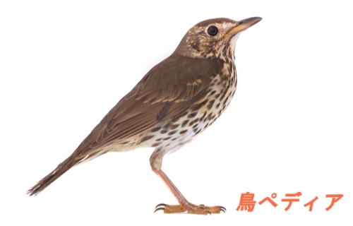 昔は食用だった ツグミの特徴や生態 鳴き声について