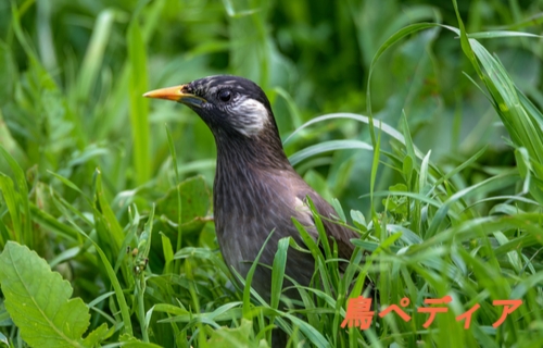 ムクドリの鳴き声や生態 特徴について 飼育ってできるの