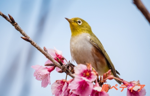 春の鳥 メジロの生態や特徴 鳴き声について