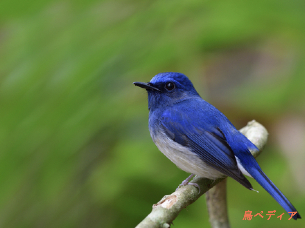 青い鳥 オオルリの生態や鳴き声 オスメスの違いについて