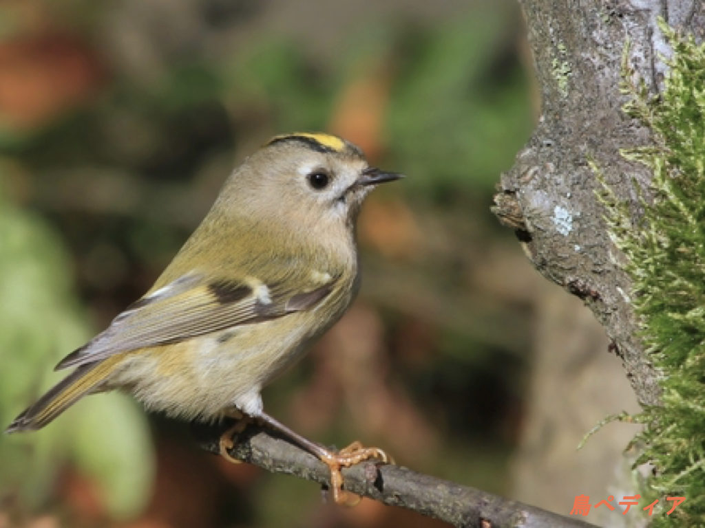 日本最小のキクイタダキの生態や特徴 鳴き声について