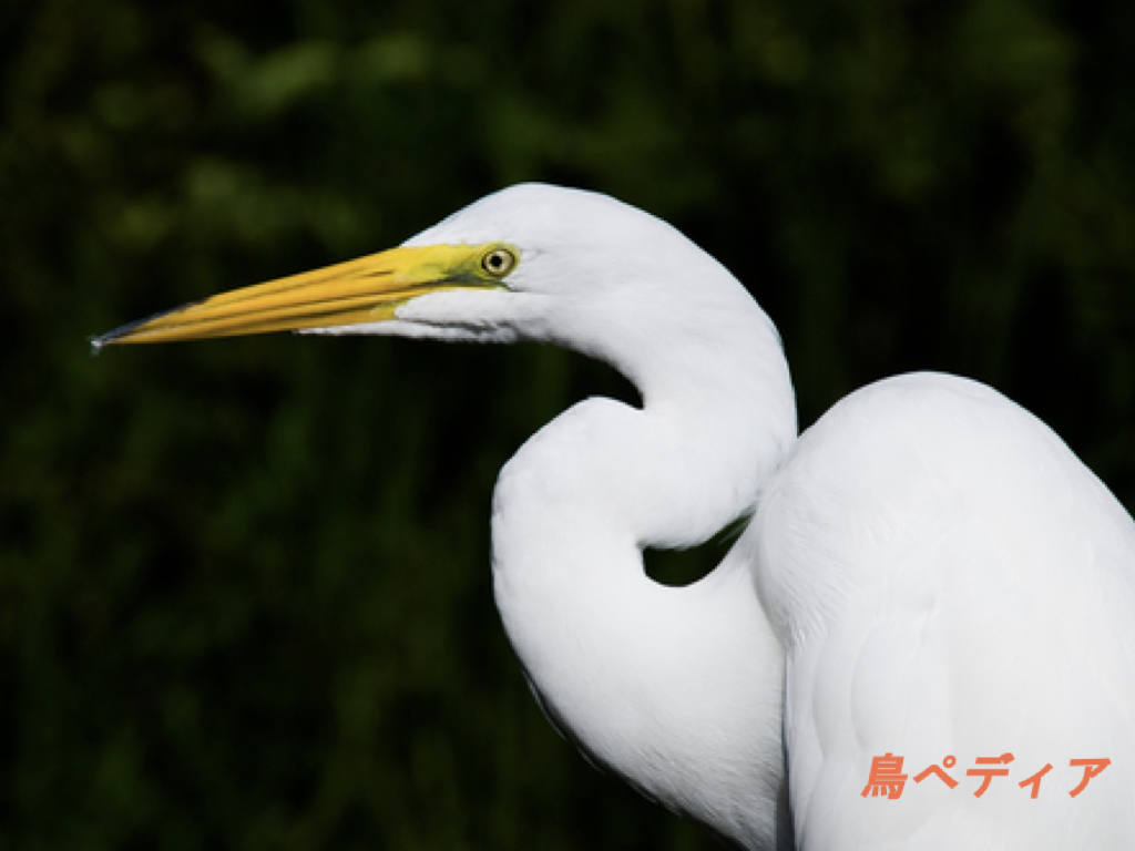 渡り鳥 ダイサギ の夏羽冬羽や特徴 生態について