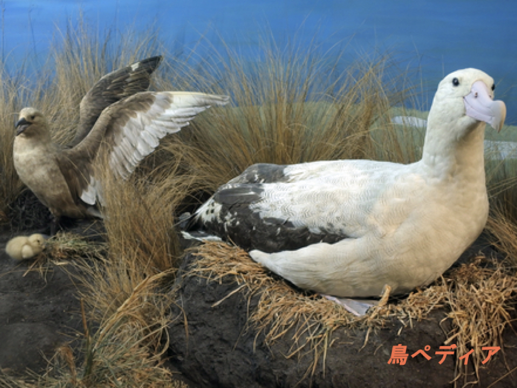 日本の天然記念物アホウドリの寿命や大きさ 名前の由来について