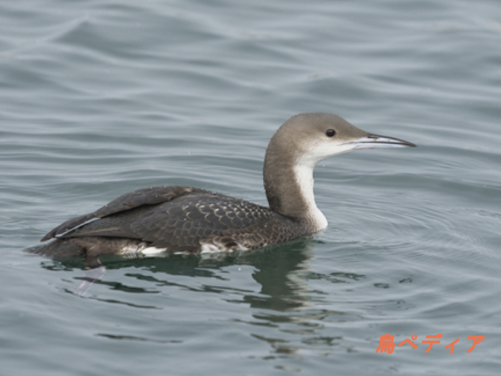 オオハムってどんな鳥 生態や特徴 鳴き声について