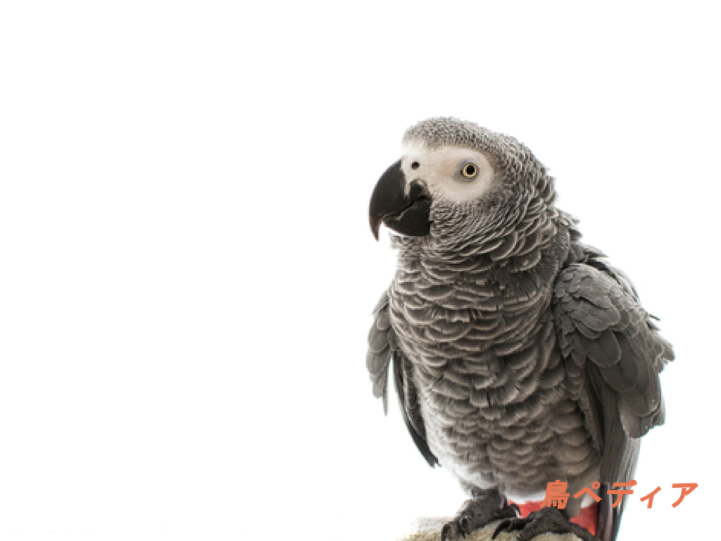 Mbaheblogjposvc 印刷 オキナインコ 鳴き声 気持ち 3309 オキナインコ 鳴き声 気持ち