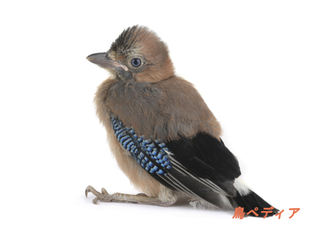 カケスの鳴き声や羽の特徴 意味について