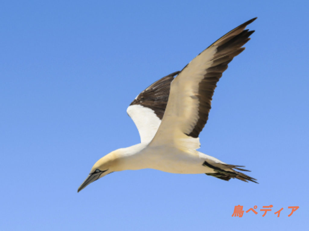 カツオドリの種類や名前の由来 特徴について