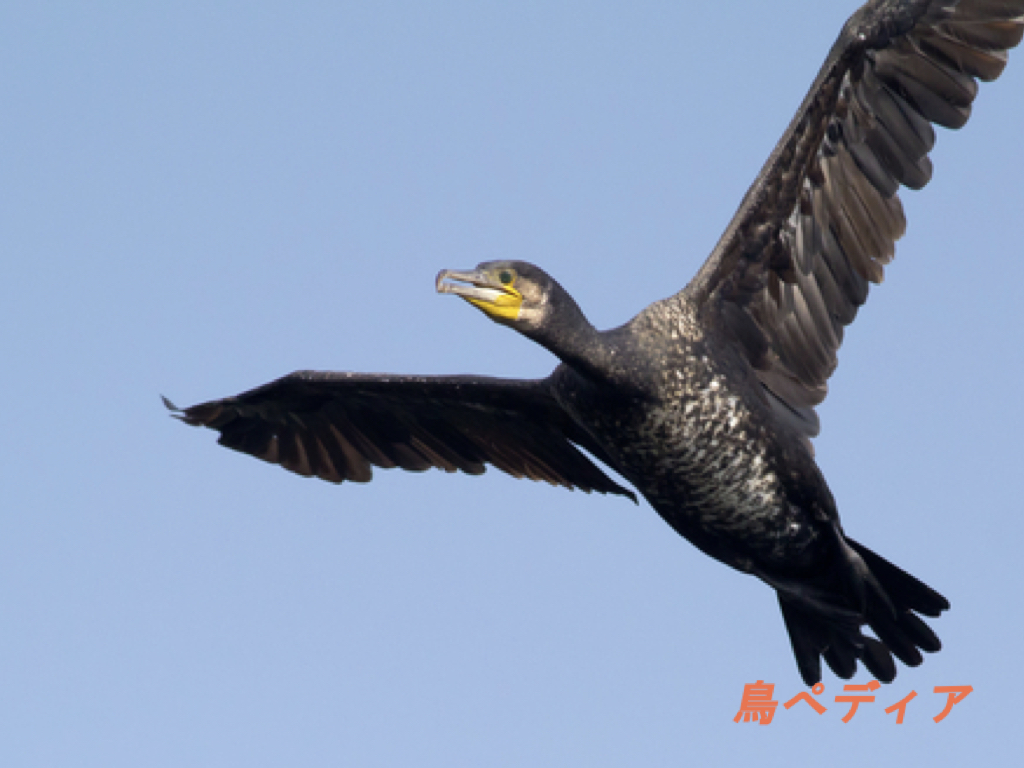 カワウによる被害や駆除対策方法