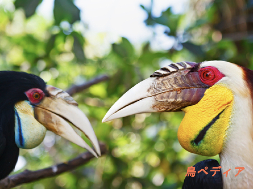 サイチョウの種類や鳴き声 生態について