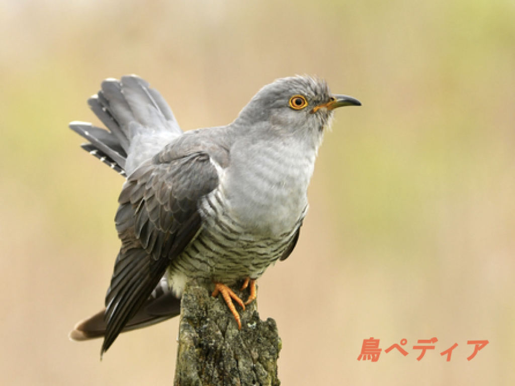 ホトトギス ウグイス 托卵