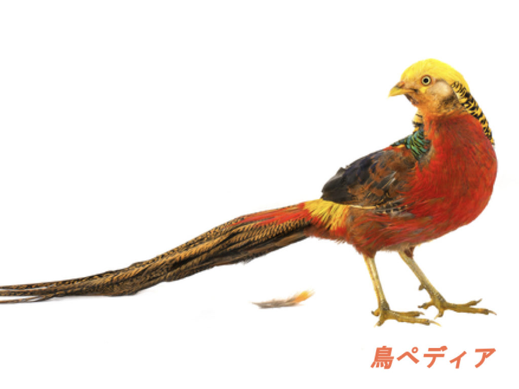 キンケイの鳴き声や特徴 飼育方法について