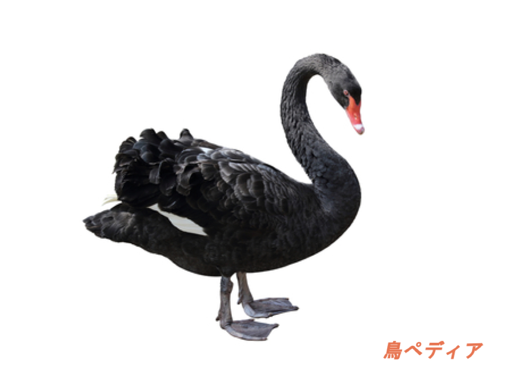 コクチョウの鳴き声や生態 特徴等のまとめ