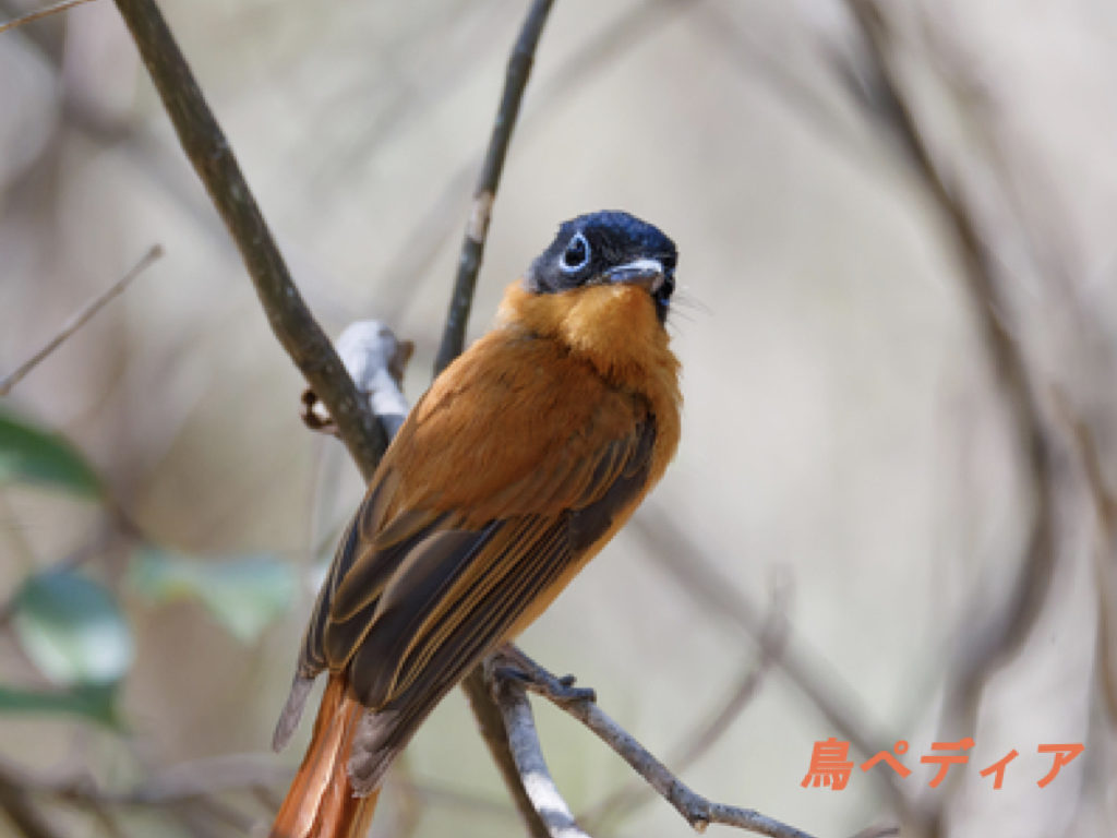 サンコウチョウの生態や鳴き声 巣の特徴について