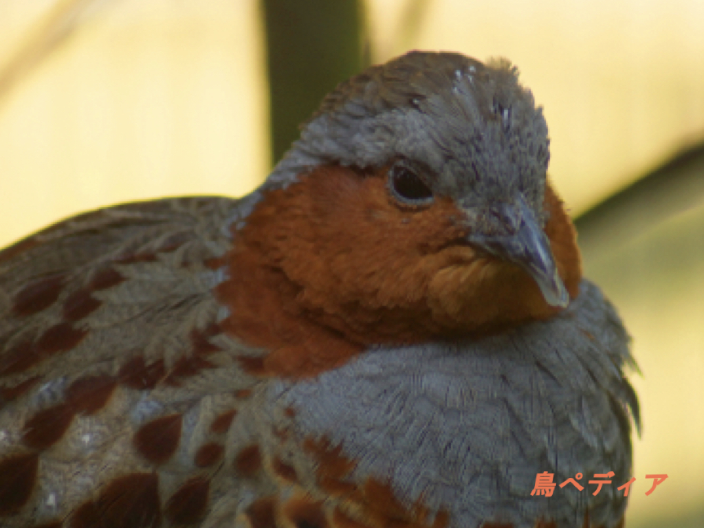 コジュケイの鳴き声や特徴・飼育について