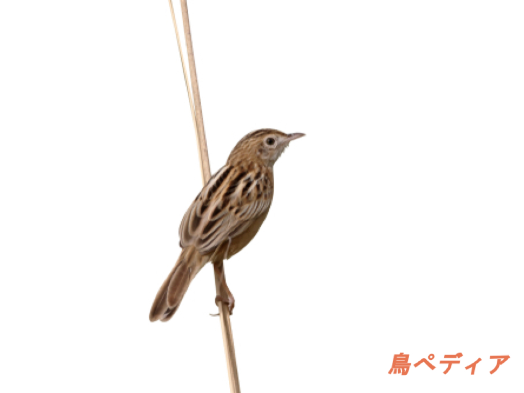 セッカの鳴き声や生態 幼鳥の特徴等について