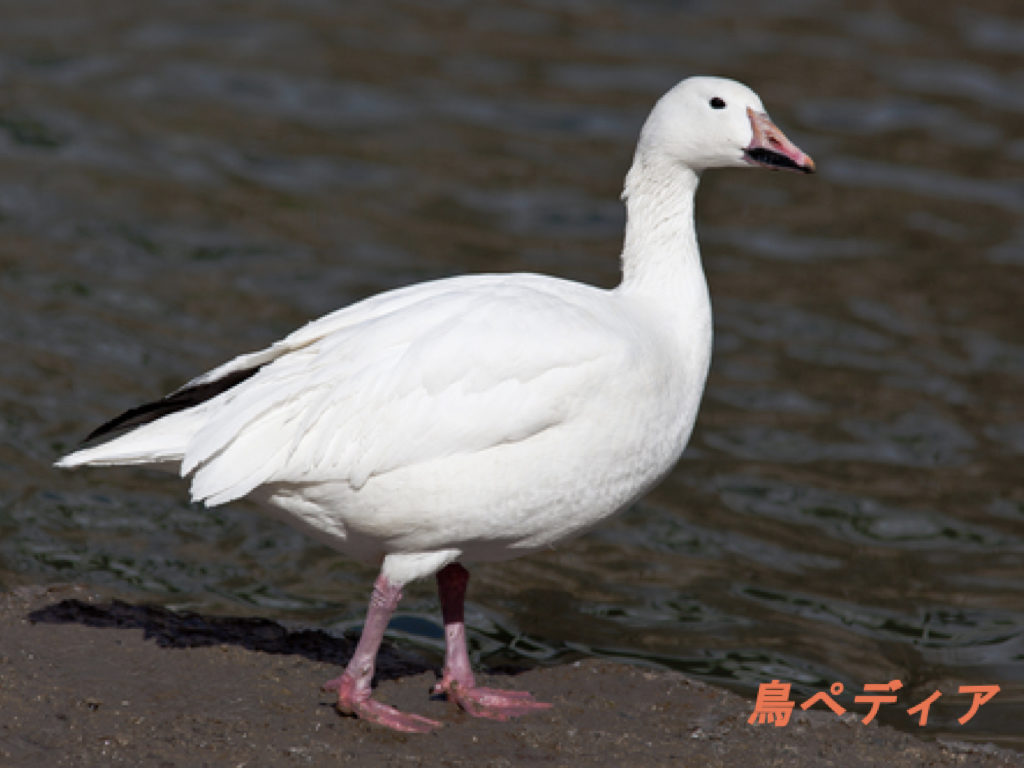 ハクガンの特徴や生態 鳴き声について