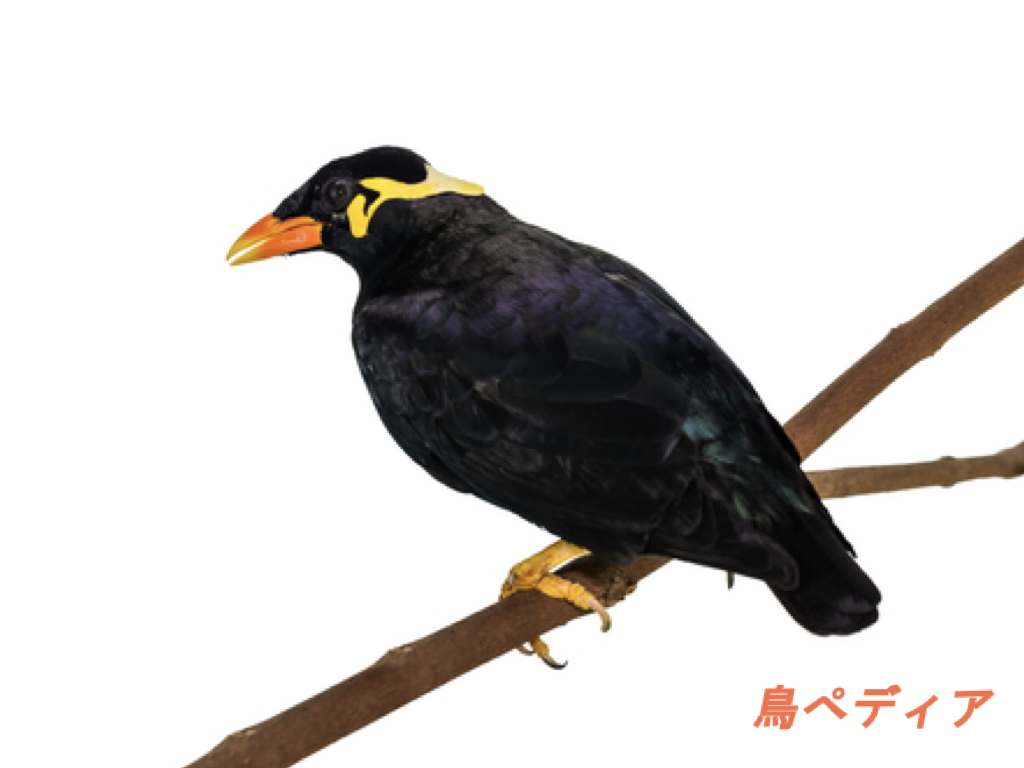 九官鳥: 鳥の種のプロフィール