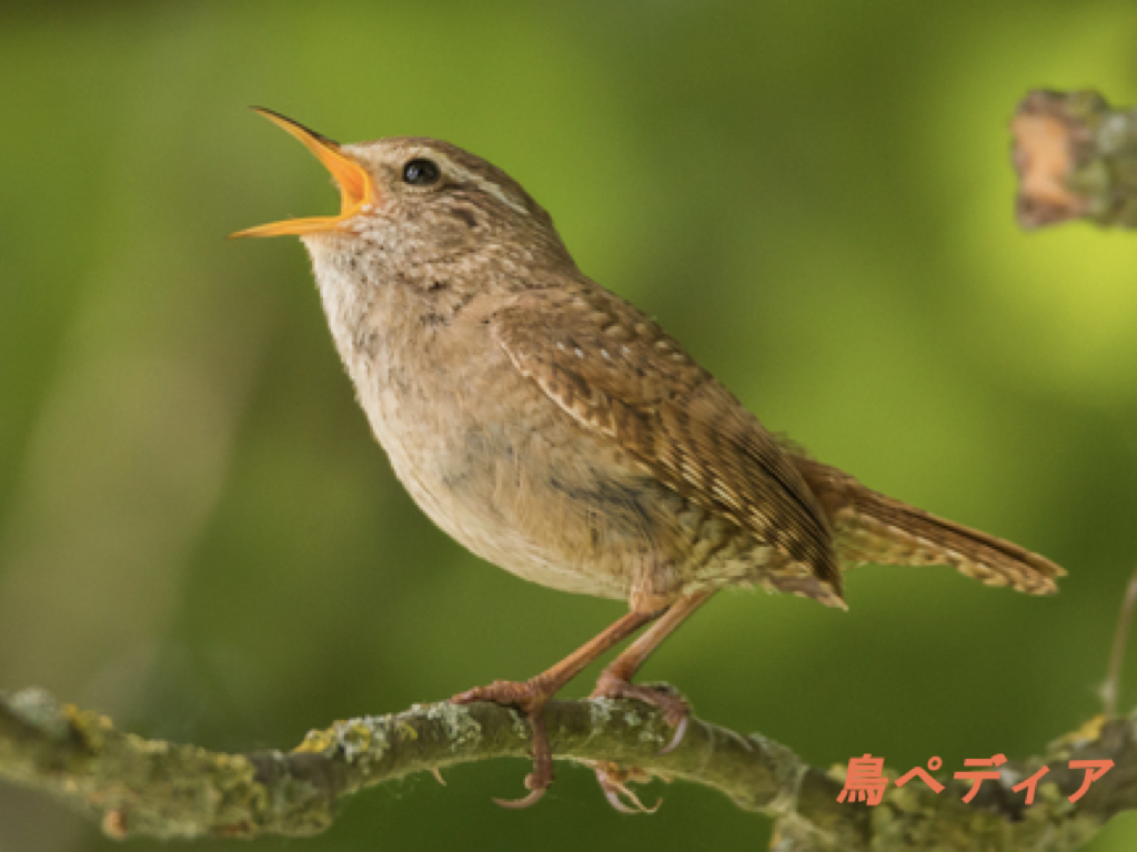 ミソサザイの生態や特徴・鳴き声について