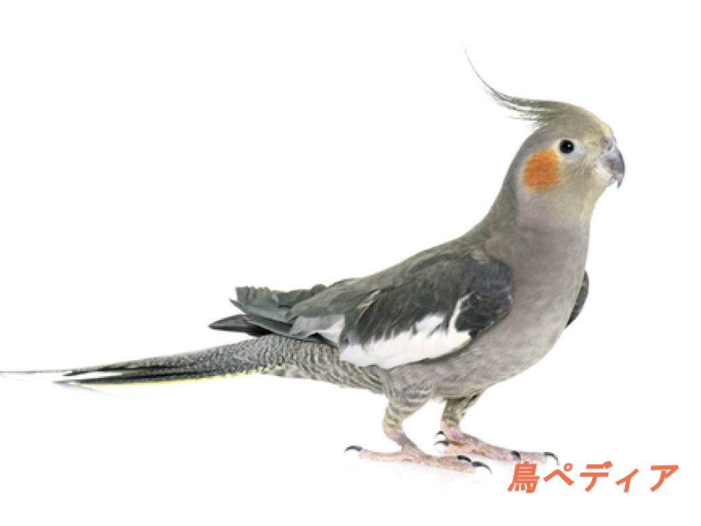 オカメインコの飼い方 種類や値段 鳴き声について