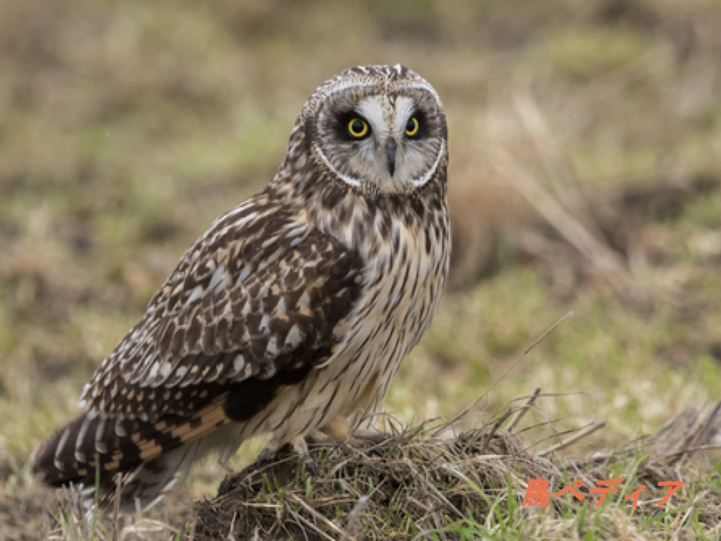 コミミズクの生態や特徴 鳴き声について